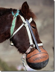 Horse-basketball